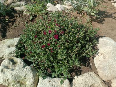 Прикрепленное изображение: Resizer_16965983757995.jpeg